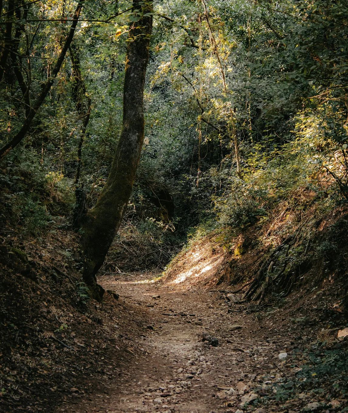A quiet forest path in morning light