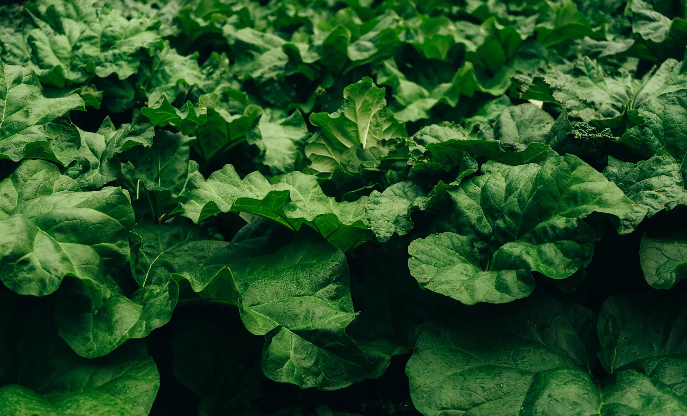 Dense green leaves