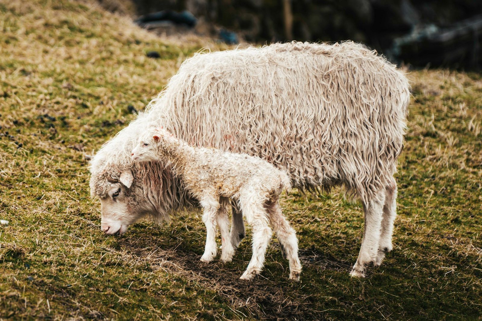 A ewe and her lamb grazing calmly